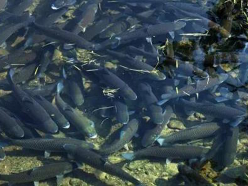 泰州开化清水鱼价格多少钱